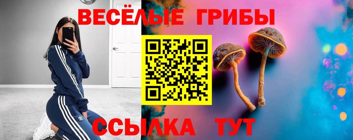 Псилоцибиновые грибы Psilocybine cubensis Кандалакша